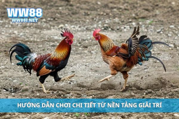 Hướng dẫn chơi chi tiết từ nền tảng giải trí