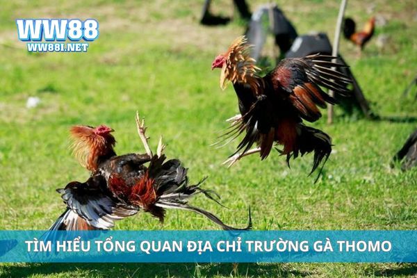 Tìm hiểu tổng quan địa chỉ trường gà Thomo