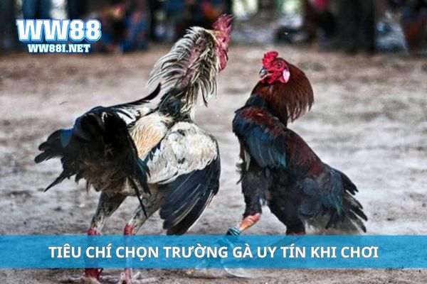 Tiêu chí chọn trường gà uy tín khi chơi