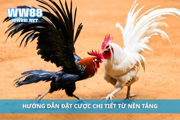 Hướng dẫn đặt cược chi tiết từ nền tảng