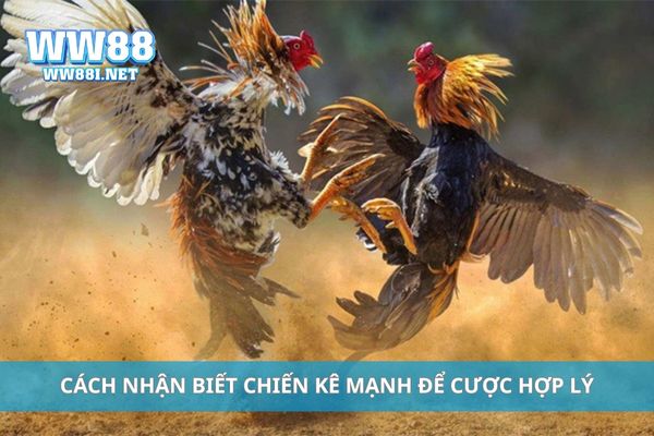 Cách nhận biết chiến kê mạnh để cược hợp lý